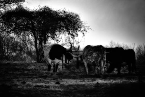 Cattle_feeding