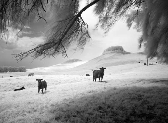 Parker_ranch