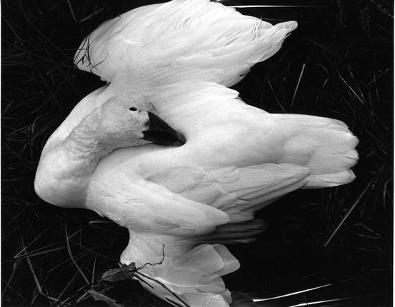 An_avians_end