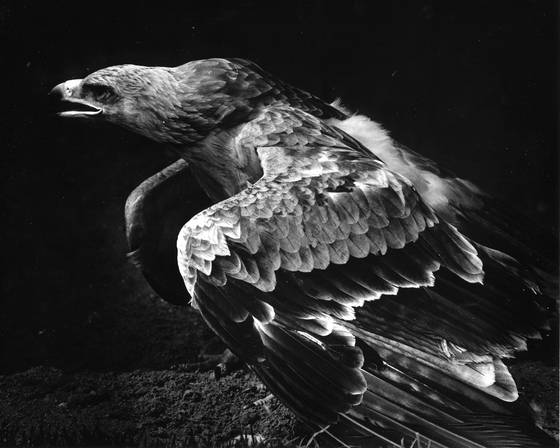 Golden_eagle