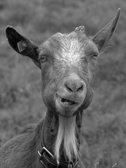 Goat_portrait