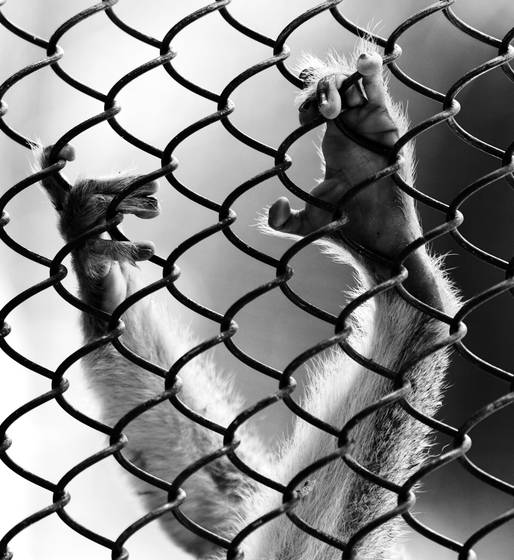 Caged