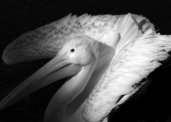 Pelican