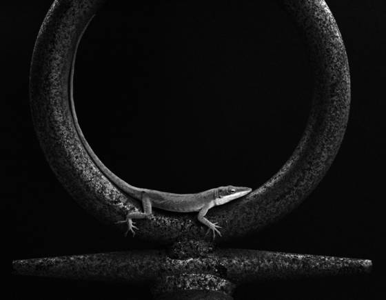 Lizard_in_venus