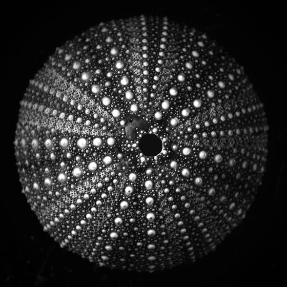 Urchin