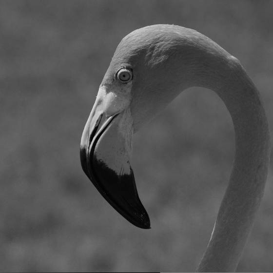 Flamingo_before_color