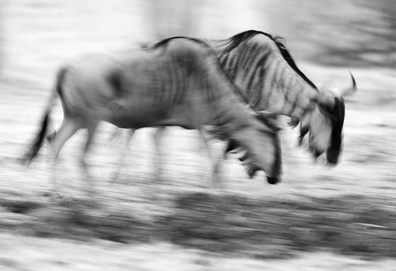 Cookson_s_wildebeest