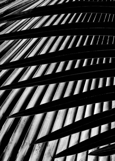Palm_leaves