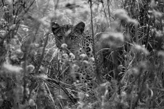 Leopard_eden
