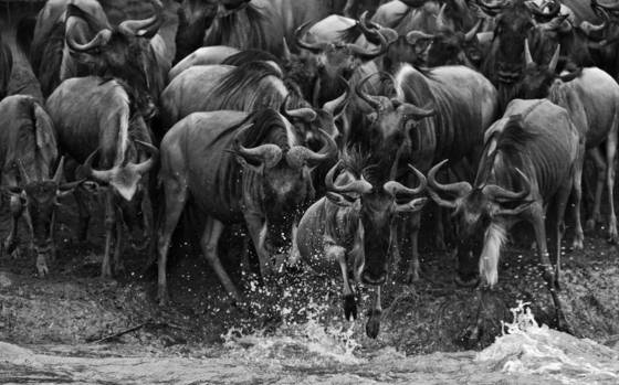 The_crossing_ii