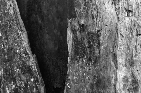 Redwood_detail
