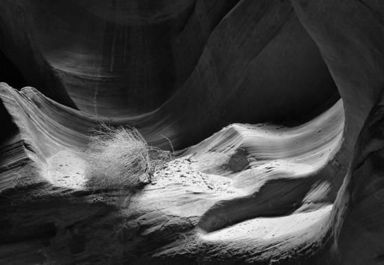 Tumbleweed