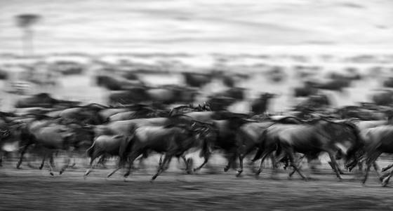 Wildebeest_migration