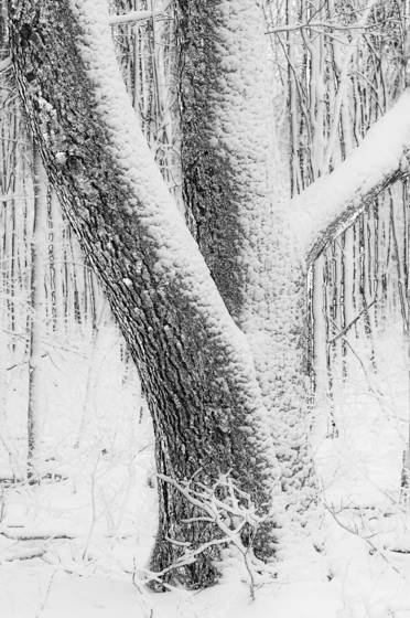 Winter_wonderland