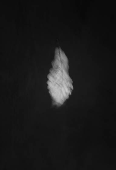 Leaf_in_water