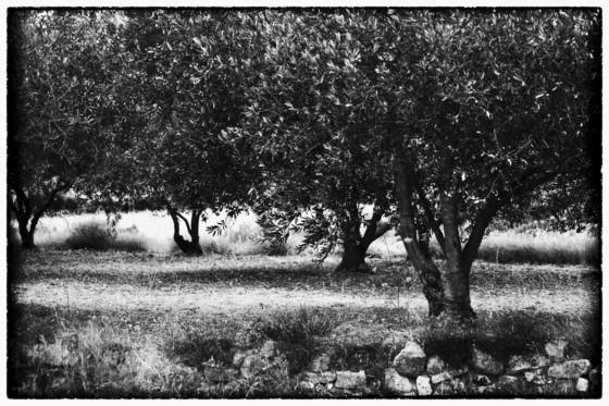 Olive_trees