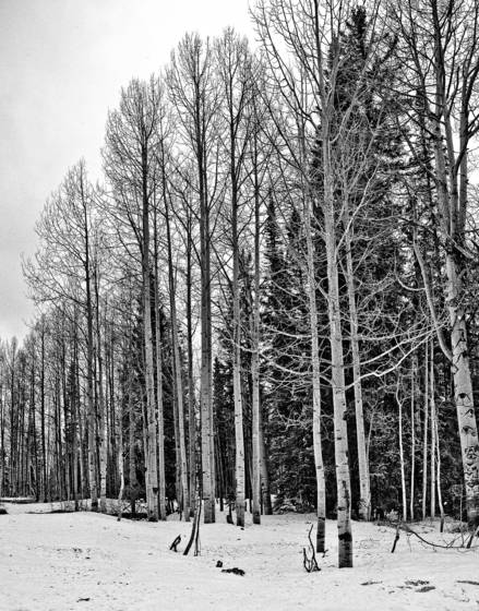 Treelines