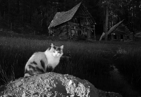 Burgdorf_cat