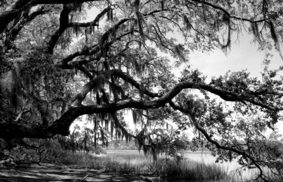 Live_oaks_at_ocella_creek