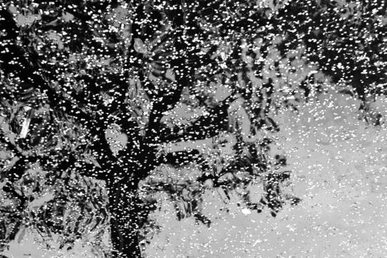 The_tree_of_mystery