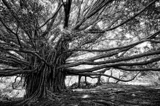 Tree_of_life
