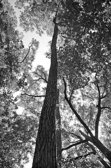Park_bois_de_liesse
