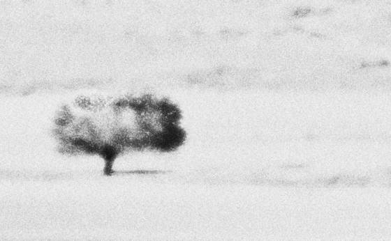 Tree_1