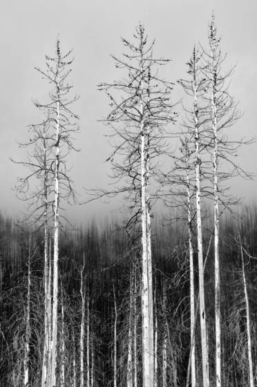 Pines_in_the_clouds