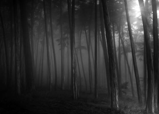 Presidio_forest