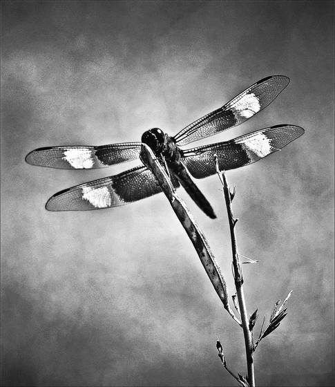Dragonfly