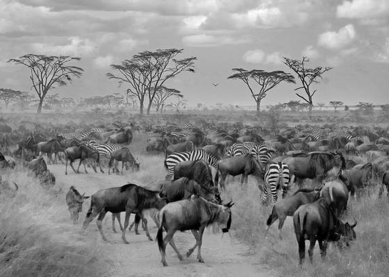 Migration
