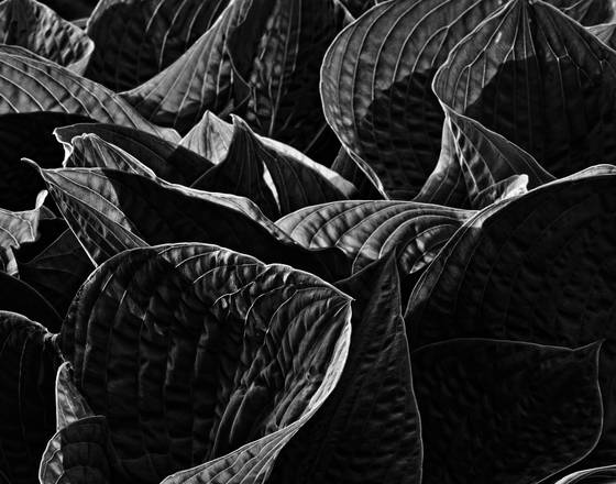 Hostas