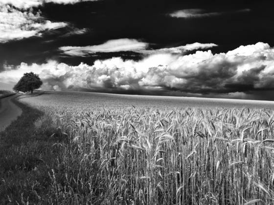 Steinwend_fields