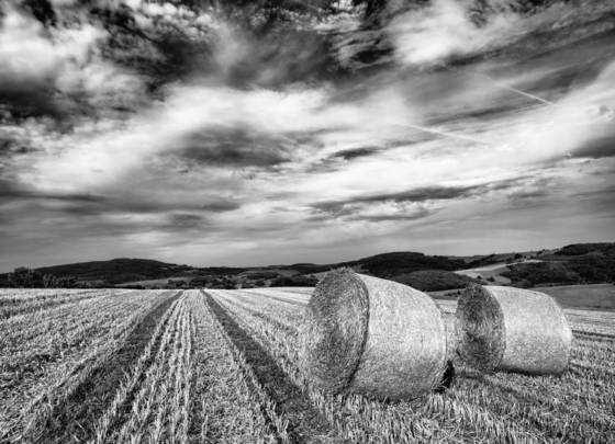 Summer_hay