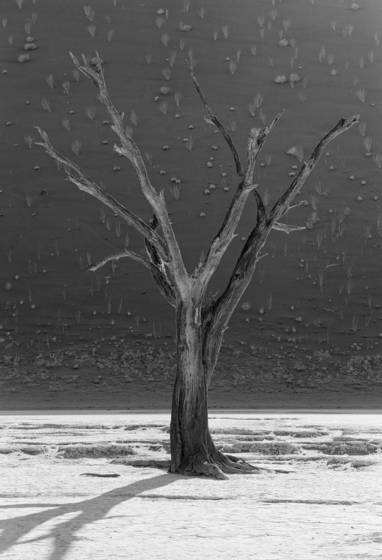 Dead_tree