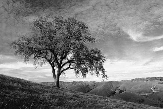 The_lone_sloped_oak