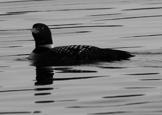 Loon