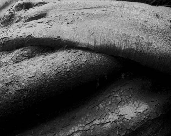 Entangled_1