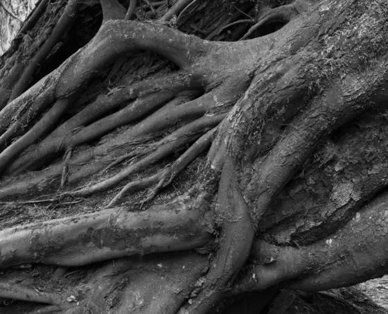 Entangled_2