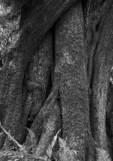 Entangled_3