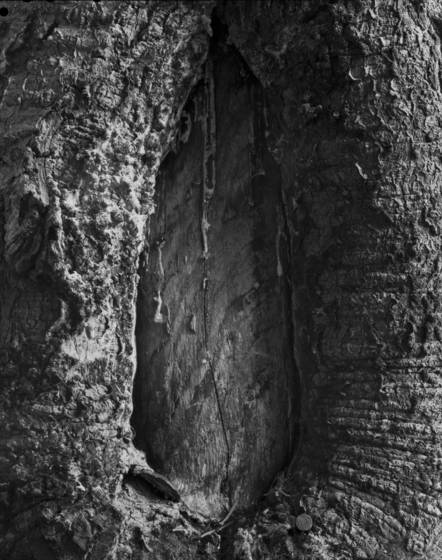 Knot_hole_1