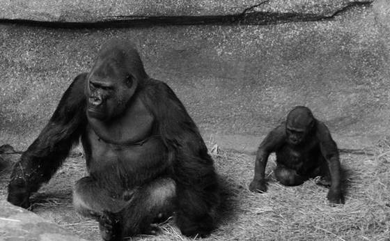 Monkey_see