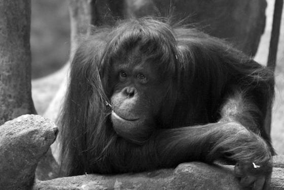 Orangutan