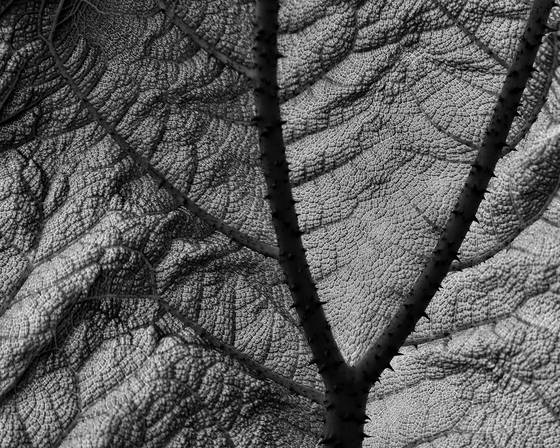 Leaf_detail