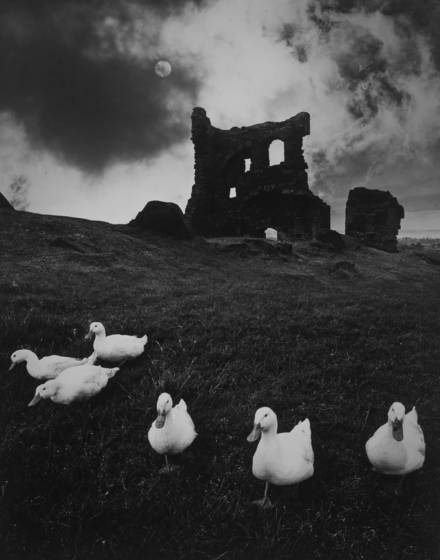 Ducks