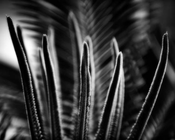 New_fronds_on_sago_palm_2
