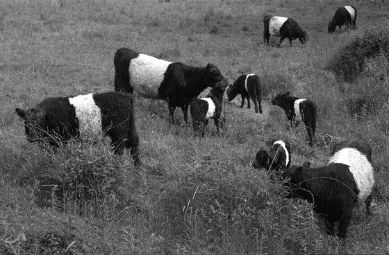 Galloway_cows