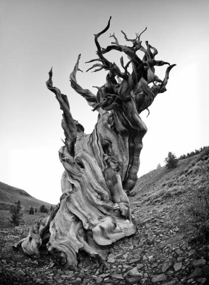 Bristlecone_nude_2