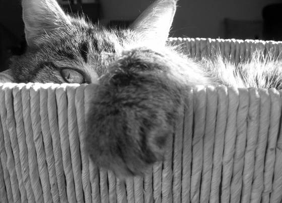 Basket_case