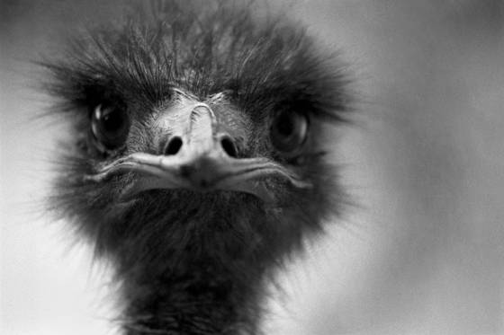 Emu